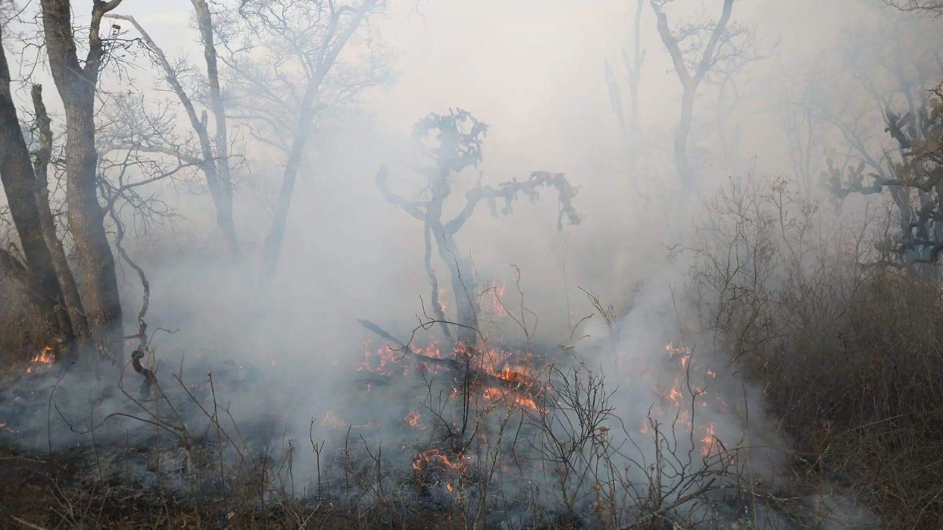 INCENDIO EN CERRO 3